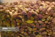 تأثیر مصرف پسته در شب بر میکروبیوم روده در مبتلایان پیش‌دیابت